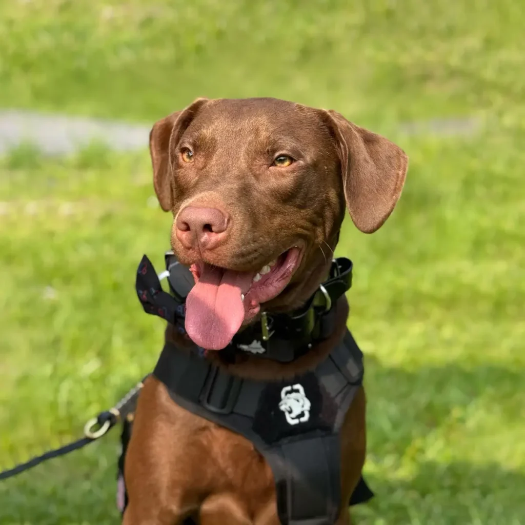 Chief purpose official portrait